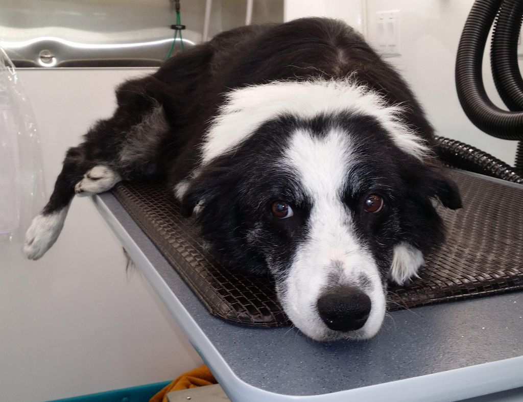 Chief, one of my older clients