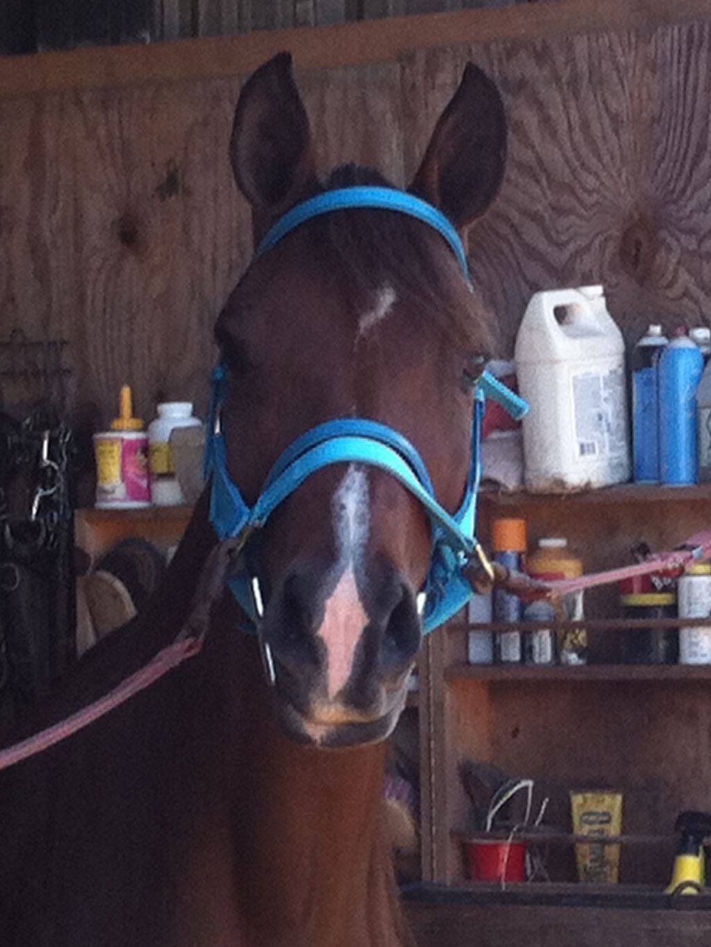 My Handsome 10 year old Arabian Gelding Xtreme Jus