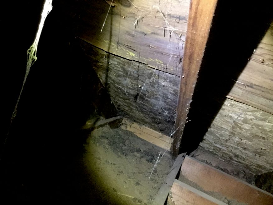 leaky roofs lead to moldy attics. This roof was sh