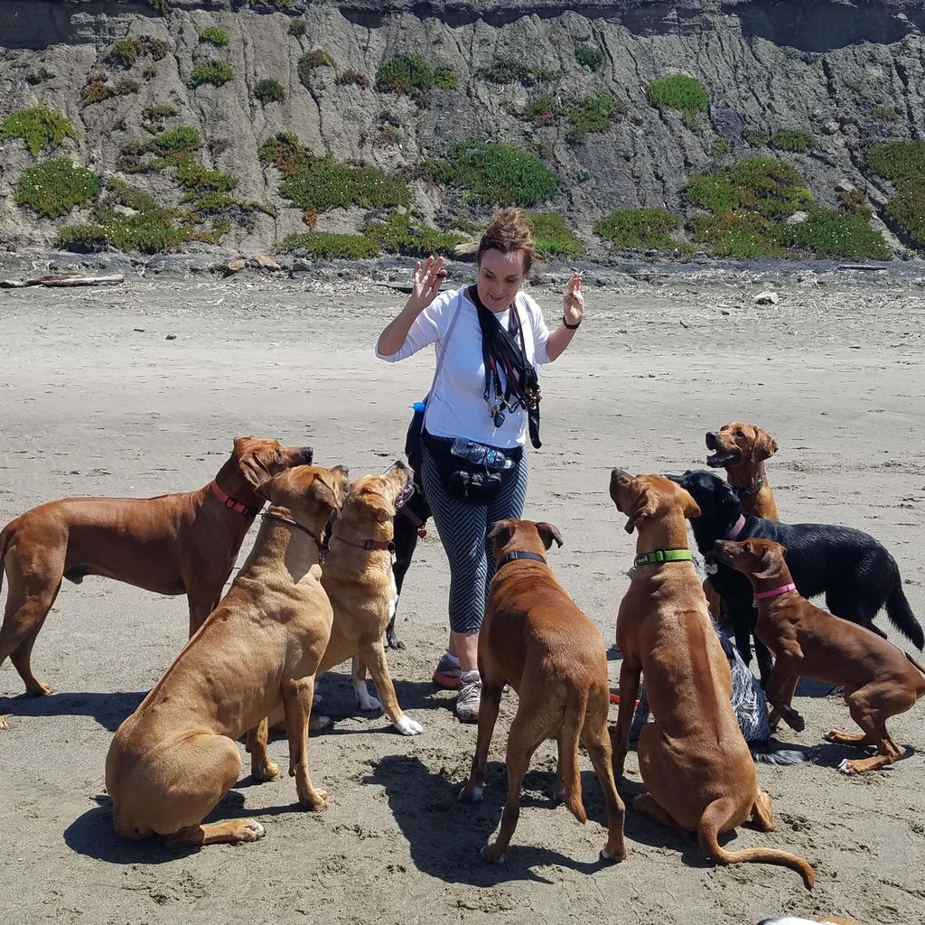 Dog Play SF
