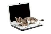 Computer cat
