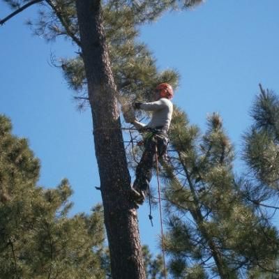 Pearland Tree Service