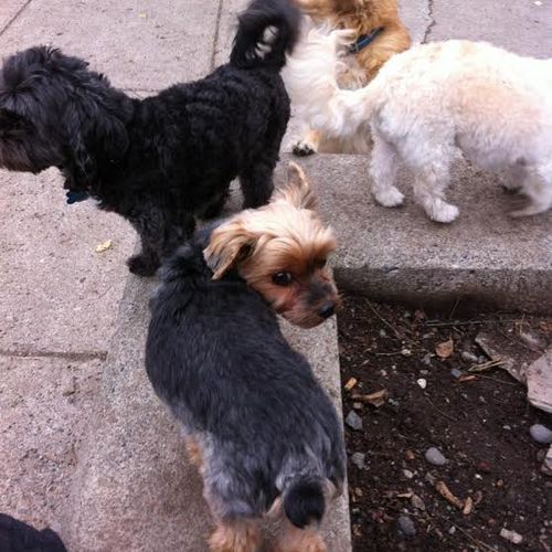 The Fluffy Puppy Park Pack