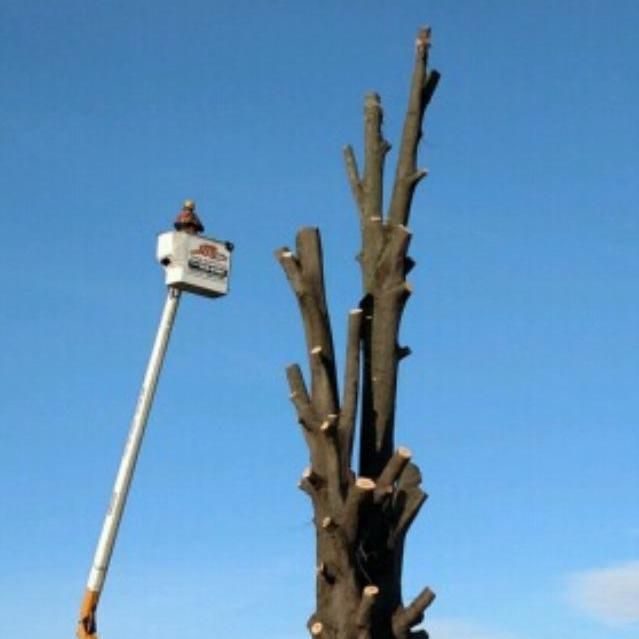 J.S.B Tree Service