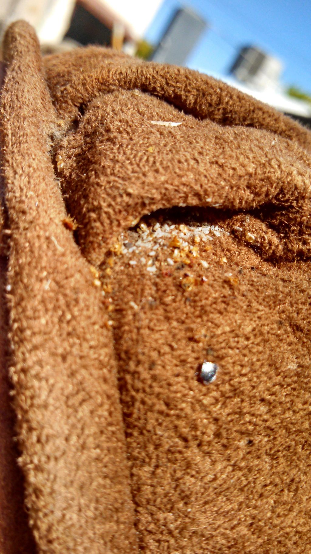 Bed Bug and Eggs (white)