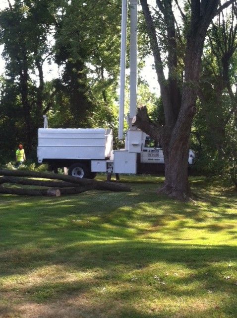 Tree Trimming & Shaping