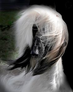A beautiful, stylized shot of an Afghan Hound.