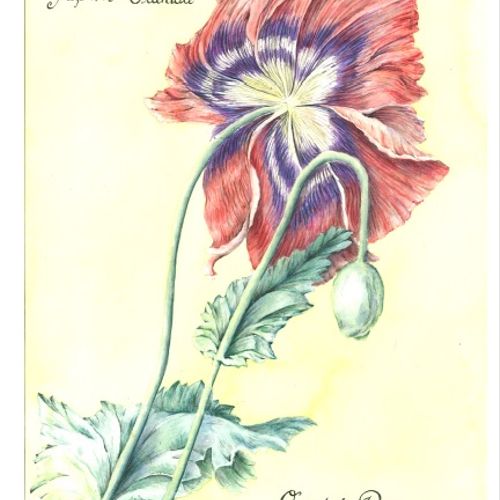 Oriental Poppy Botanical Print Series Watercolour 