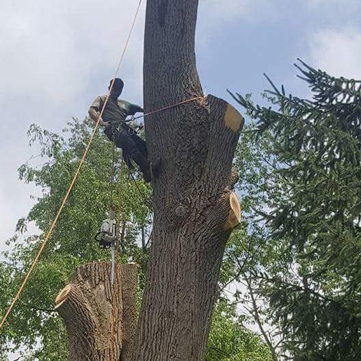 HK, TREE SERVICE AND LANDSCAPE