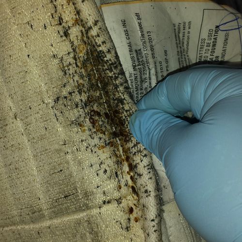 Bed bugs found on mattress under tag.