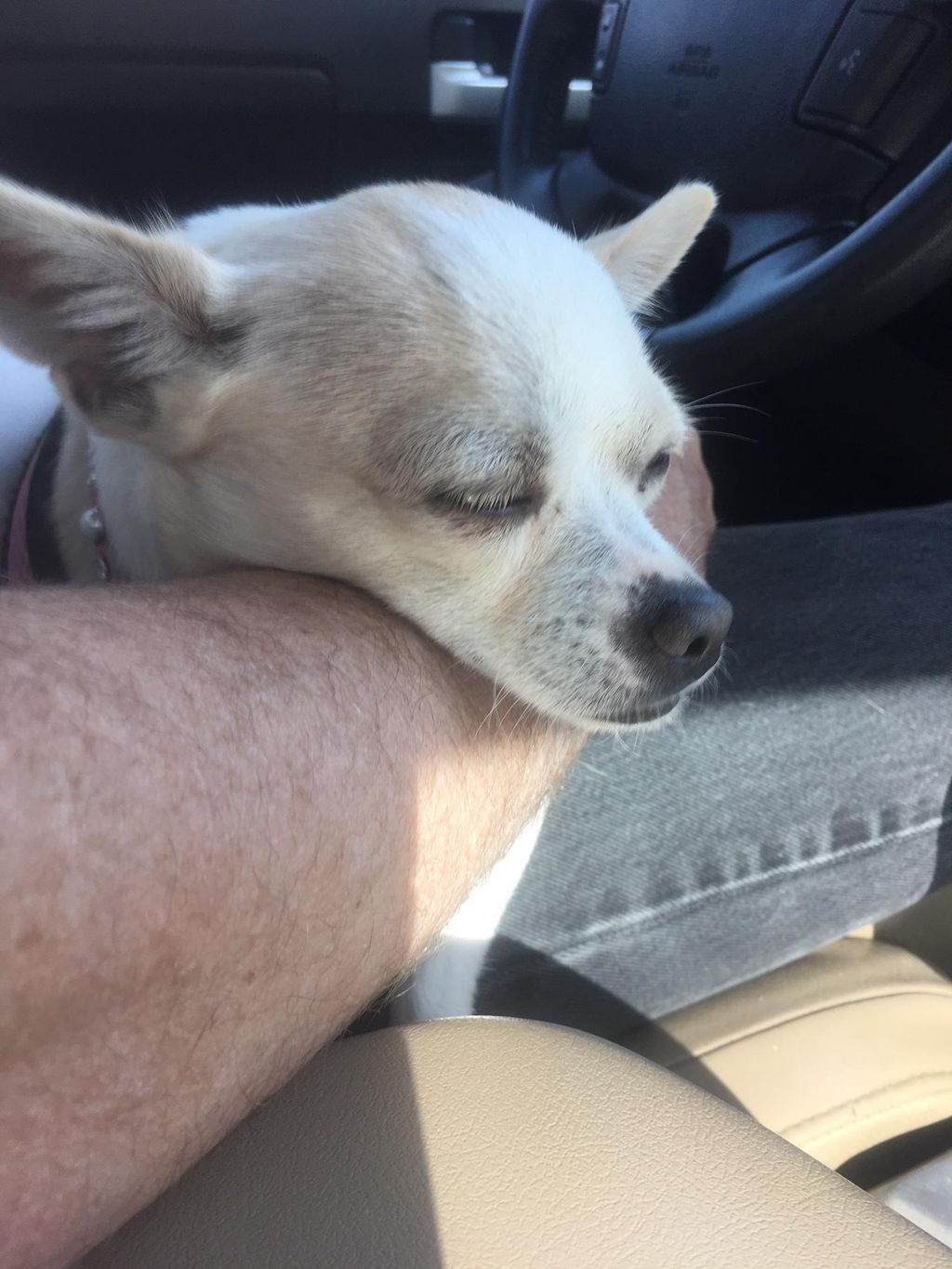 dominantdogs.com 