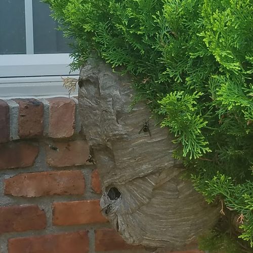 Hornet Nest Treatment 