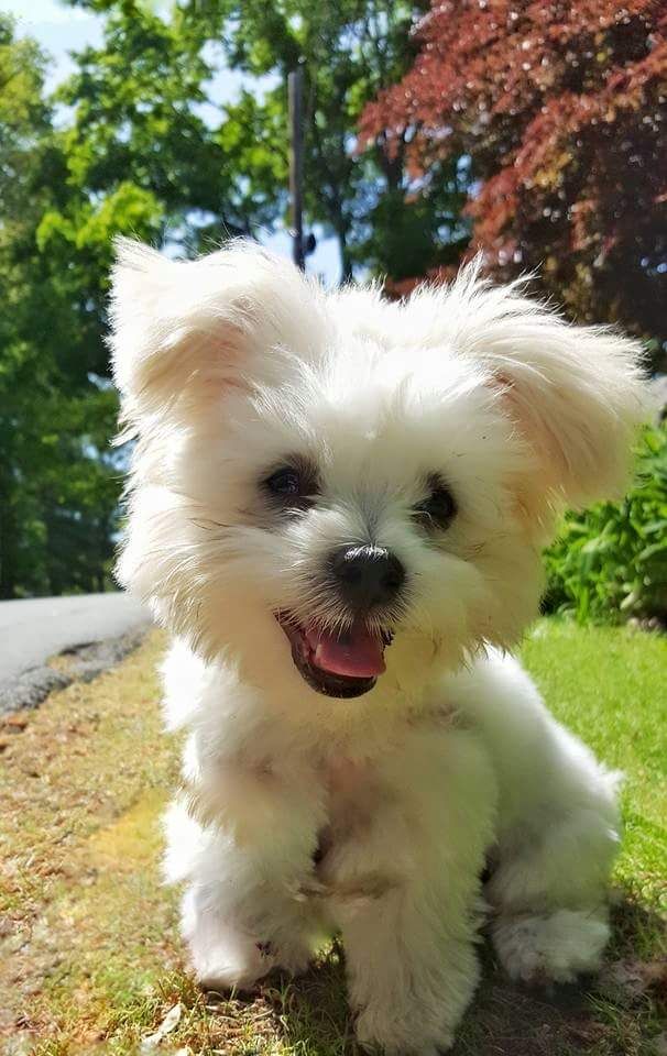 Chloe Maltese Shitzhu cross in Dover. I