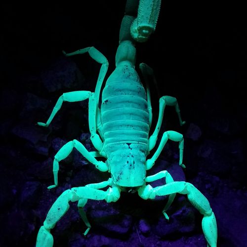 Scorpion under black light.