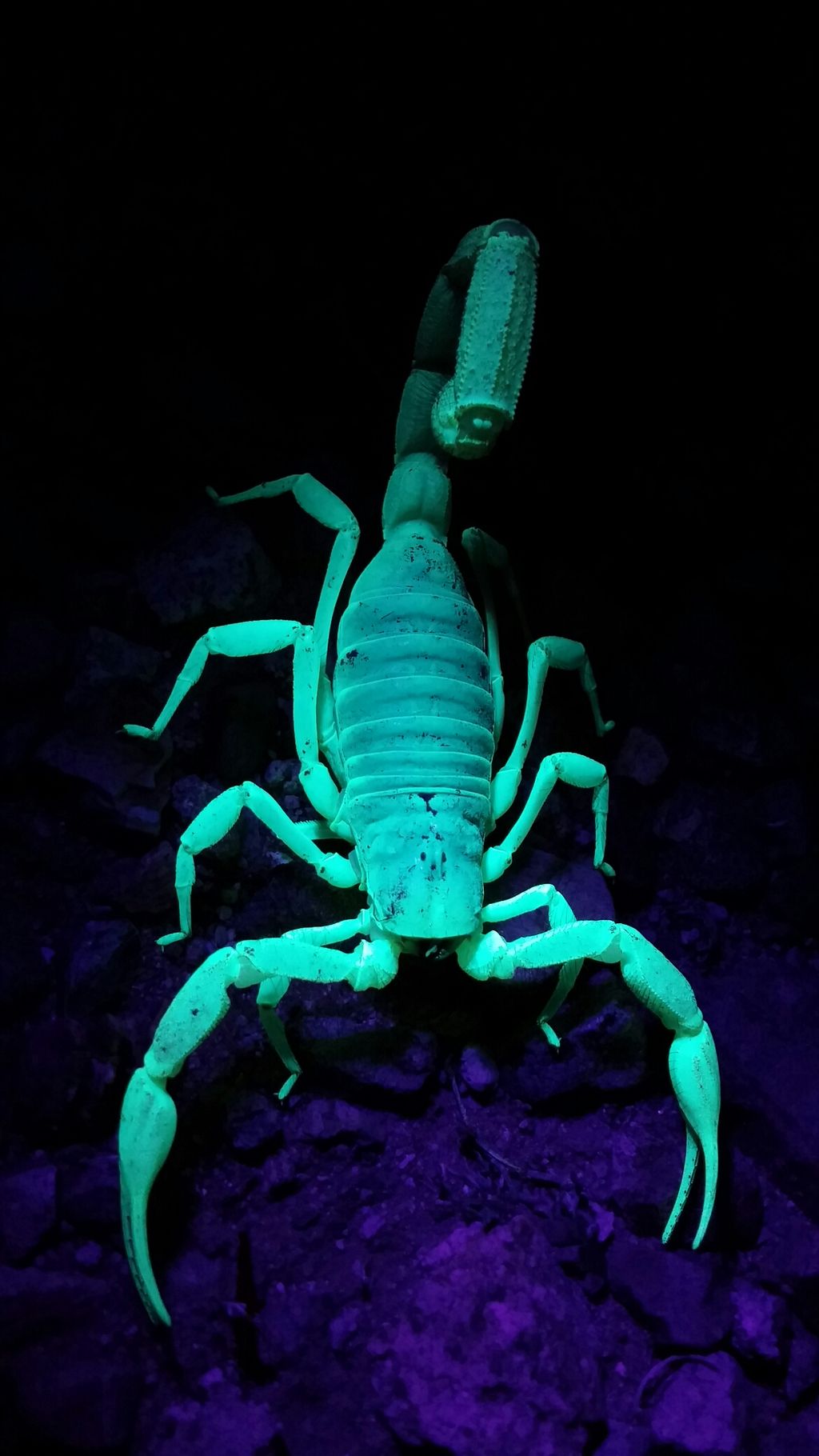 Scorpion under black light.