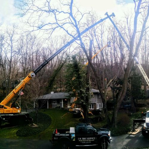Tree work using 2 cranes and our lift
