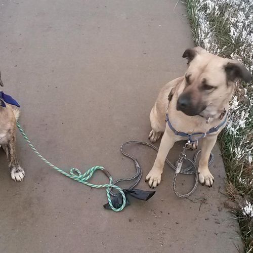 Hobbs and Roxy learn some sit-stay obedience while