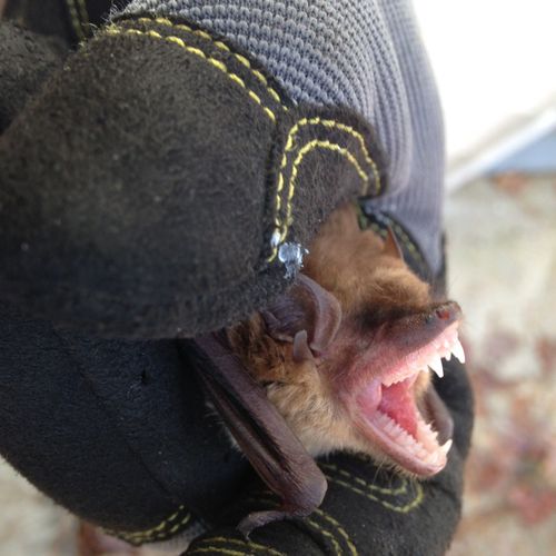 This is a close up of a bat that we hand removed f