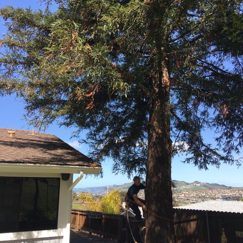 Redwood tree removal 