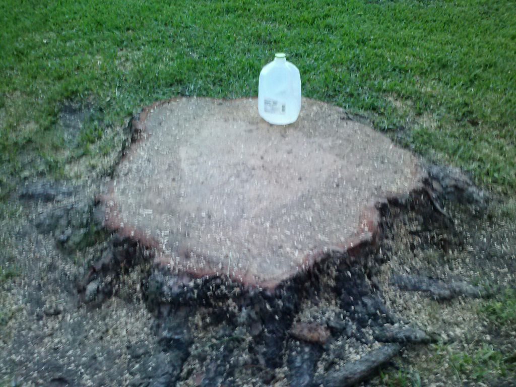 Large Stump ready to grind, BEFORE