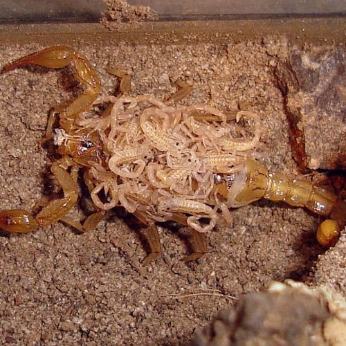 Scorpions average 25-36 babies per cycle.