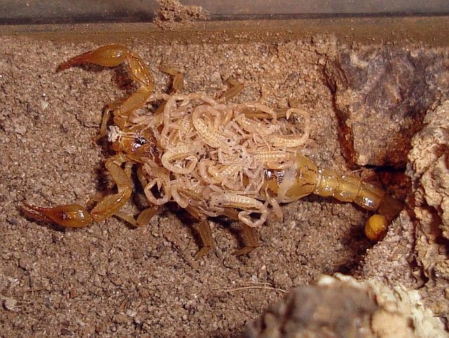 Scorpions average 25-36 babies per cycle.