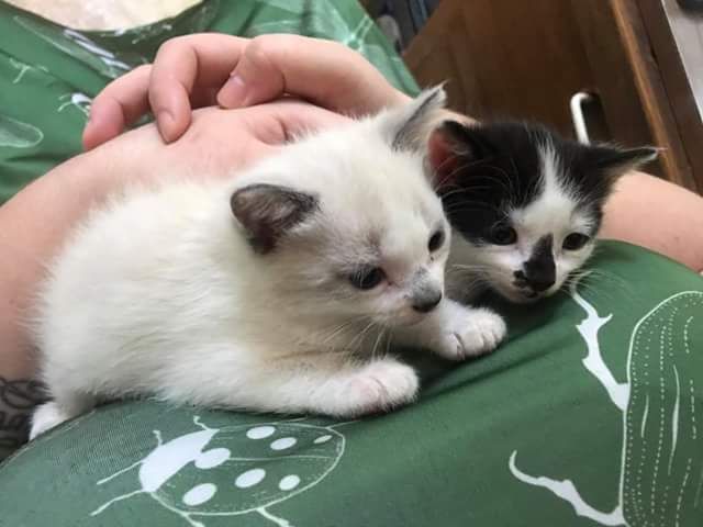 Babies rescued from my back yard. Thankfully they 