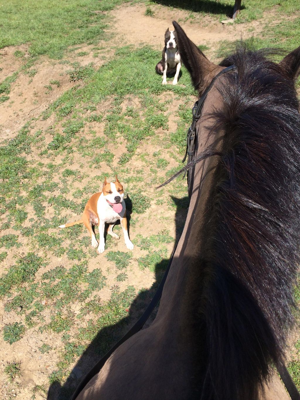 Obedience from horse back. Good Girl