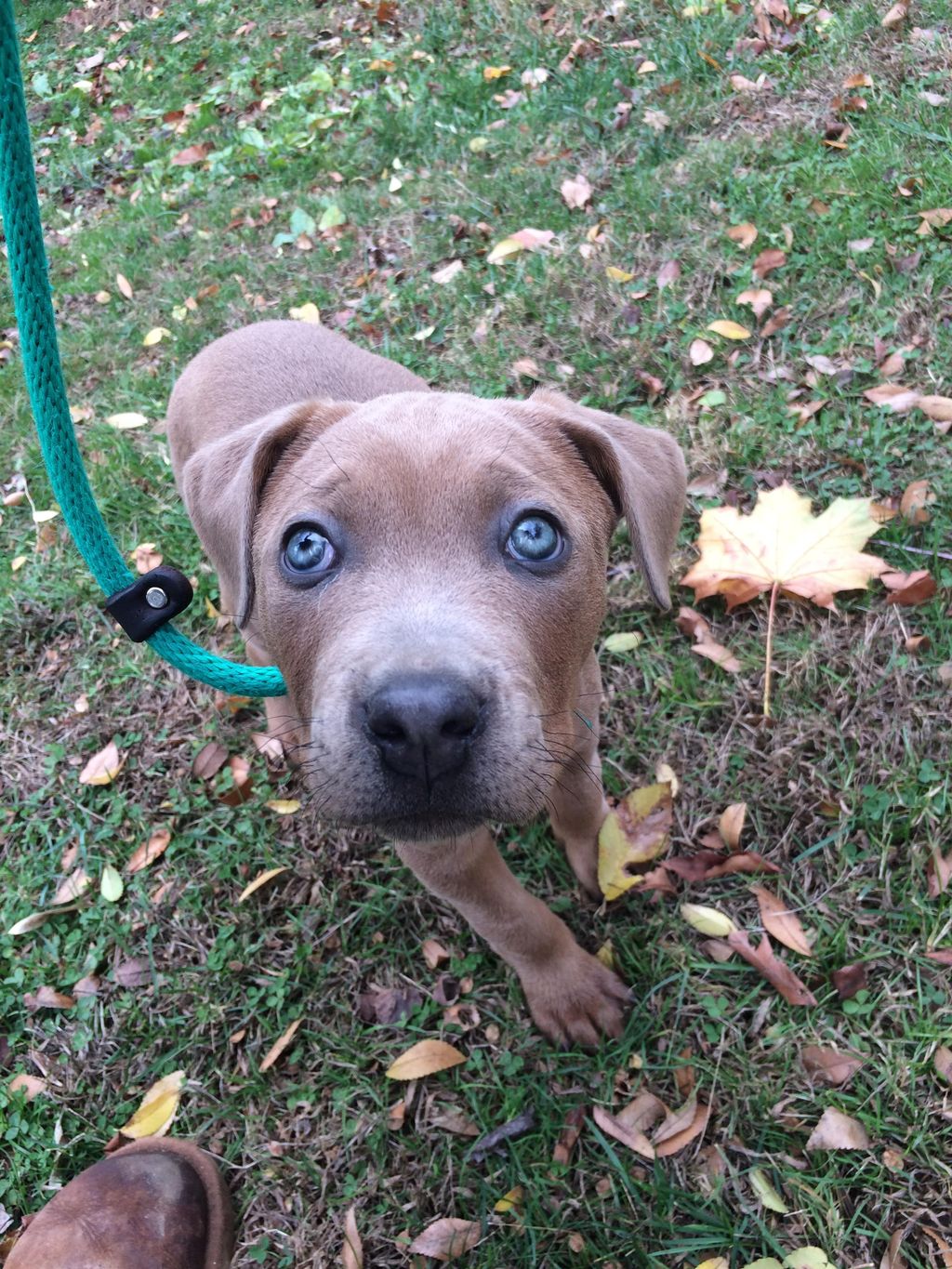 Iris was from the Media, Pa SPCA. She was so young