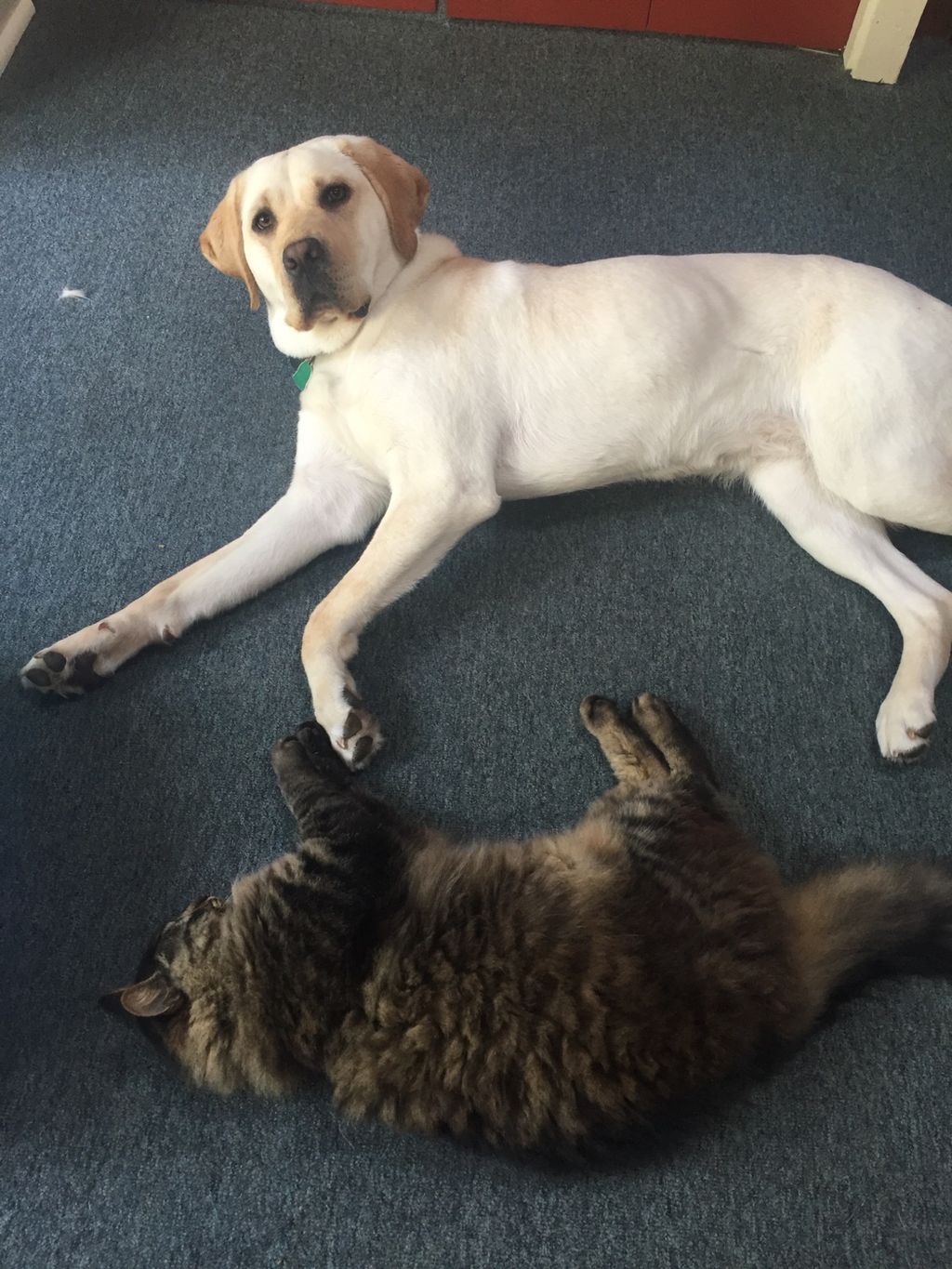 Jam (yellow lab) taking a nap with Franklin (cat).