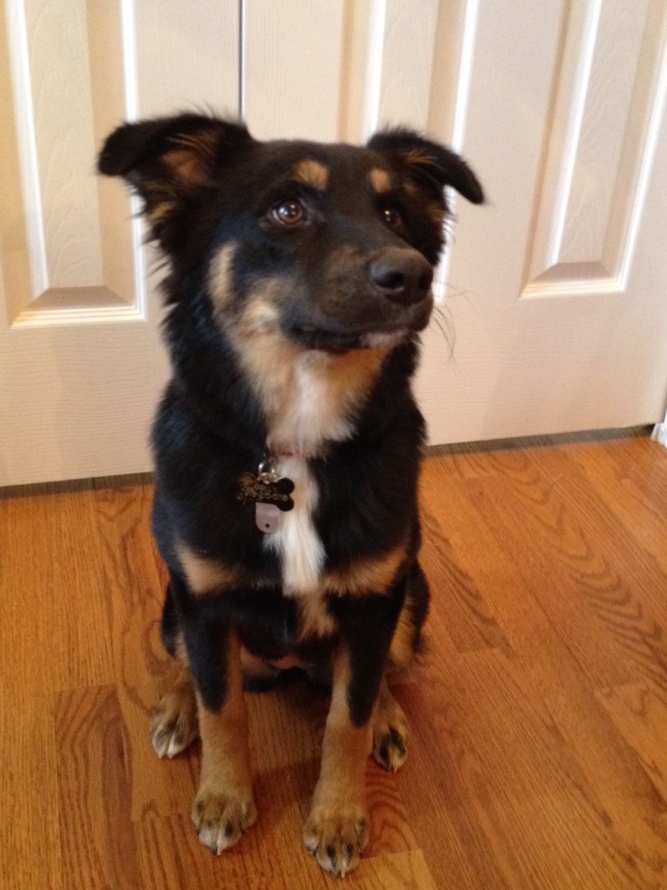 Dolly practicing polite greeting by sitting and no