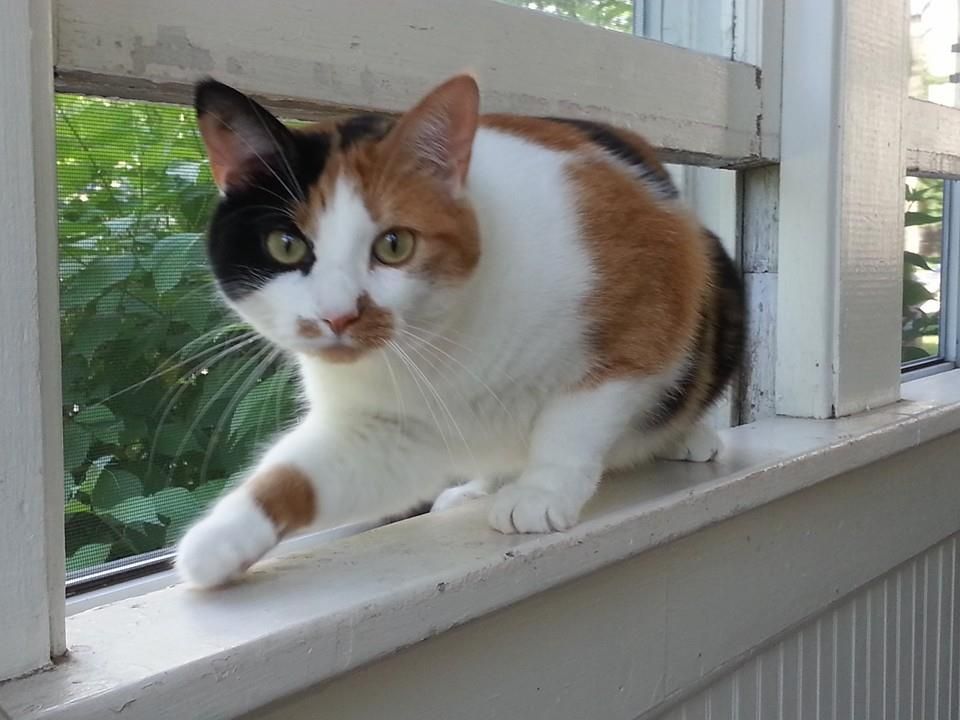 Eloise
