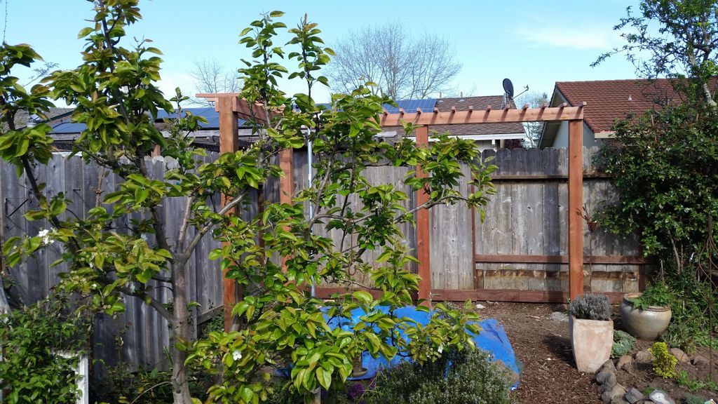 A small arbor. 8' tall. March 2017. Rohnert Park, 