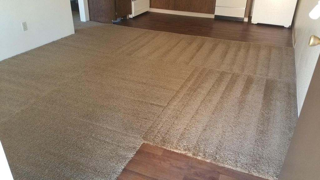 Pro Essentials Carpet Care