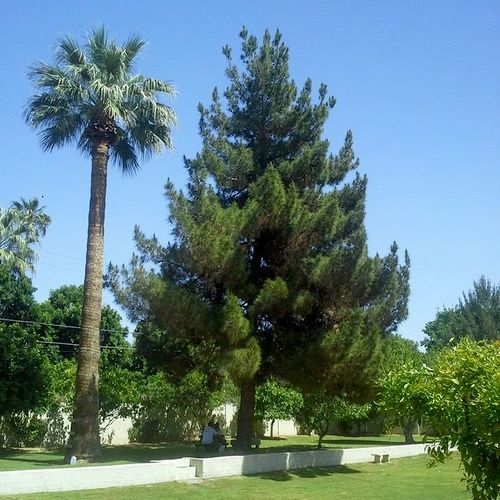 Pine tree before