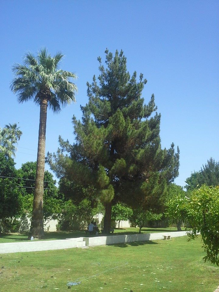 Pine tree before