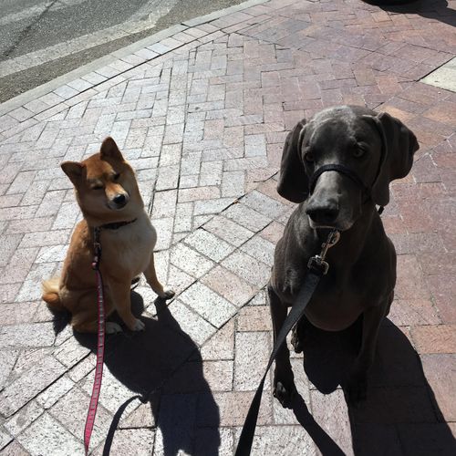 Find the perfect walking buddy for your furry fami