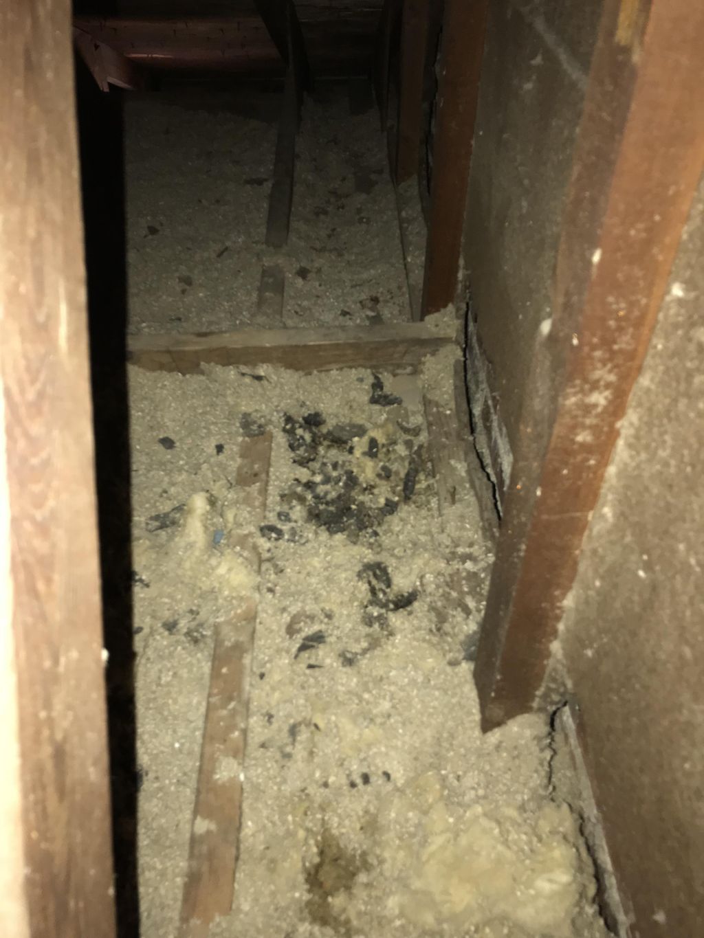 Coons making the attic their litter box