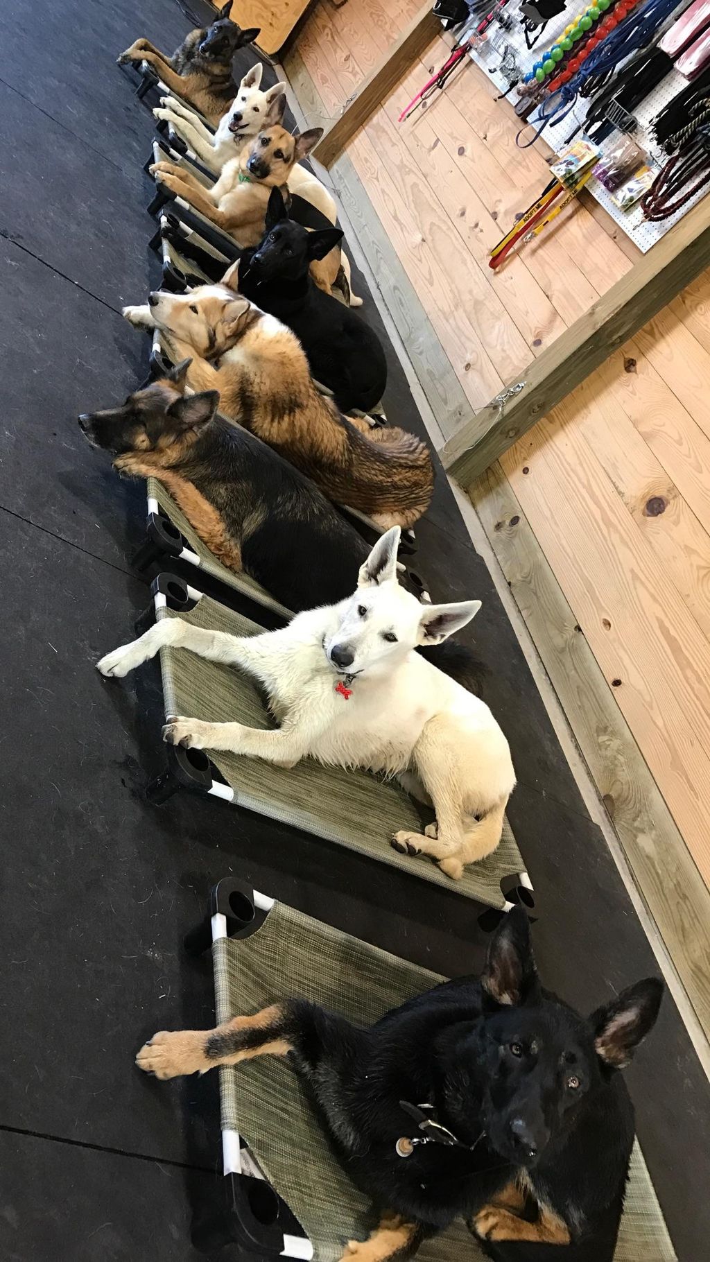 Fresh Canine Training