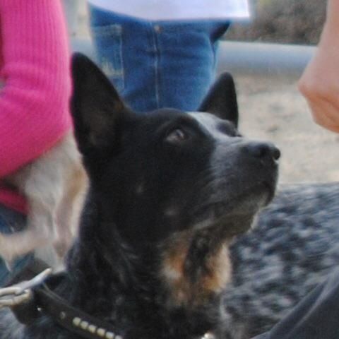 Kimo Sabi giving his full attention in a busy crow