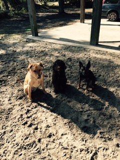 Three pretty ladies in a 'sit stay'.