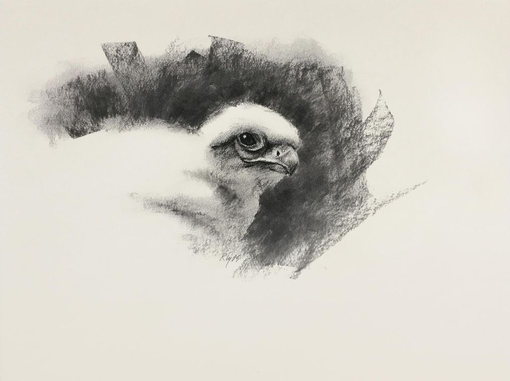 Peregrine Falcon Eyas
Charcoal 14 x 17"  Neil Rizo
