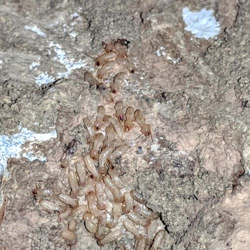 Subterranean Termite Infestation