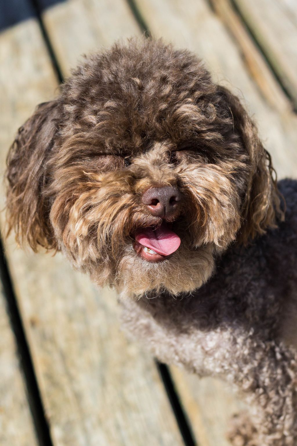 Pet photography - this is a client dog named mr.da