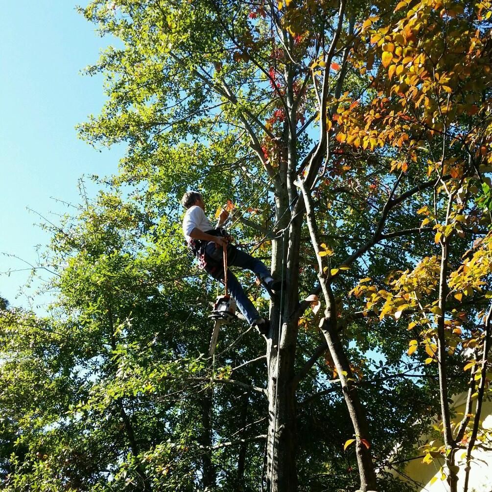 National Hills Tree Removal