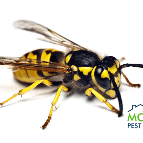 Don't get stung by the competition! Call Modern Pe