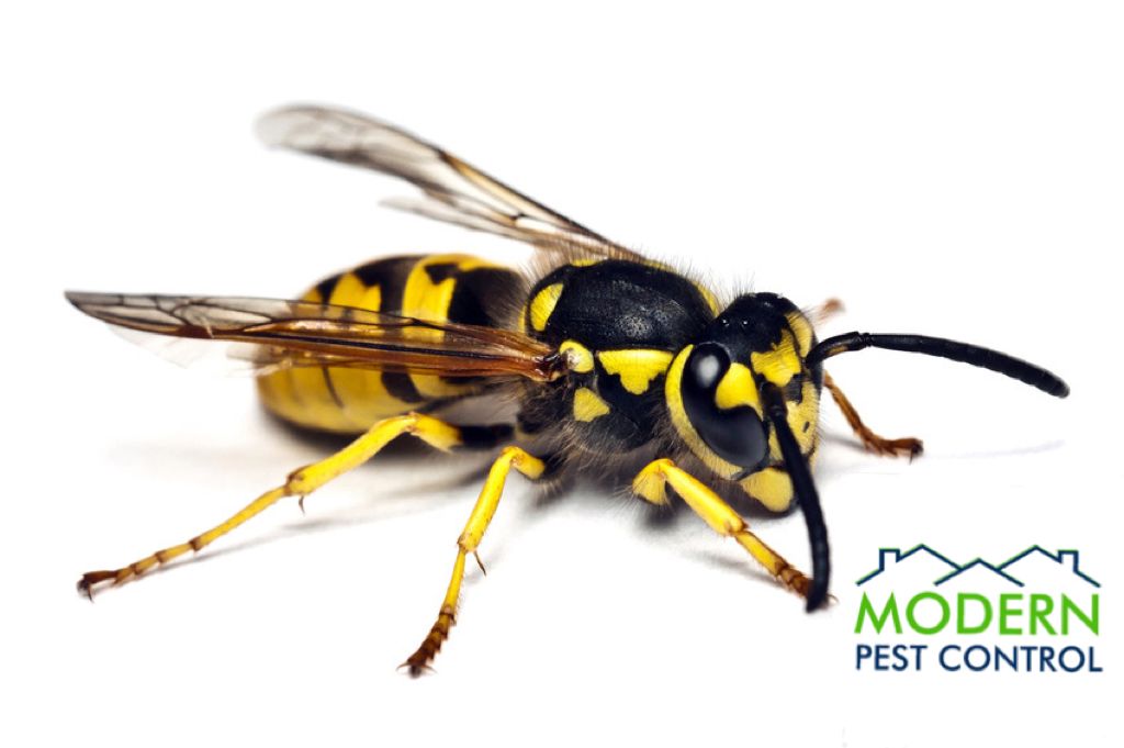 Don't get stung by the competition! Call Modern Pe
