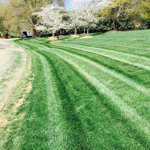fescue lawn we maintained in Charlotte 