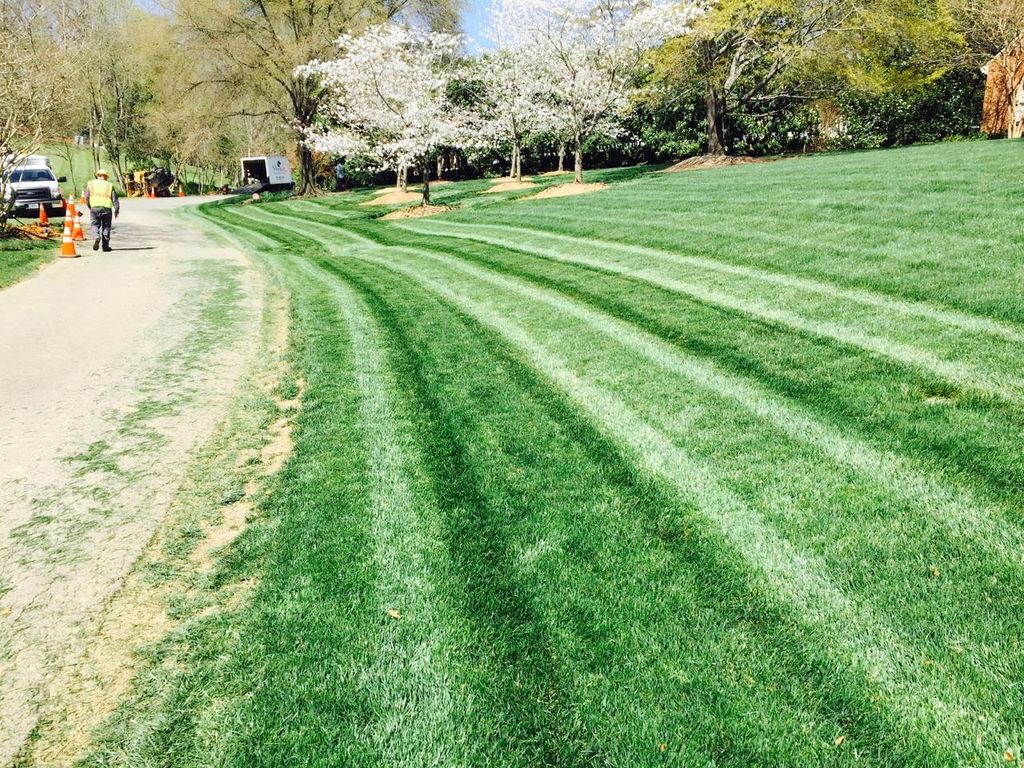 fescue lawn we maintained in Charlotte 