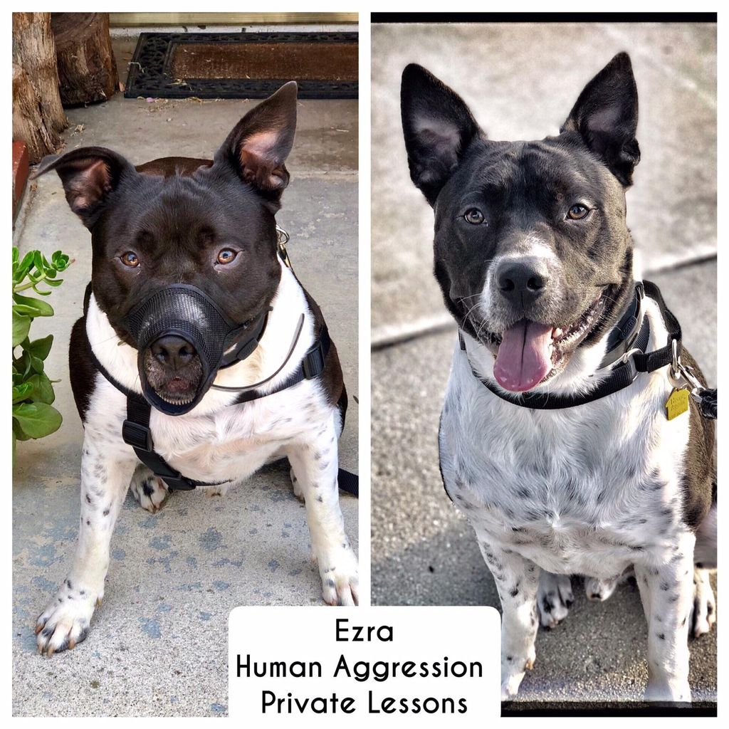 We specialize in working with aggressive dogs.  Be